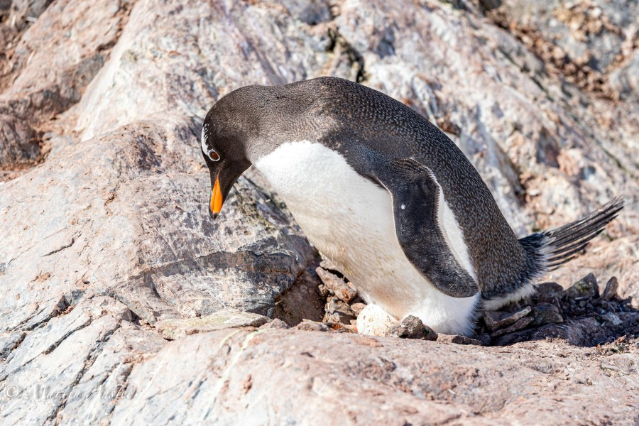 OTL24-23, Day 6, Gentoo Penguin © Martin Anstee Photography - Oceanwide Expeditions.jpg