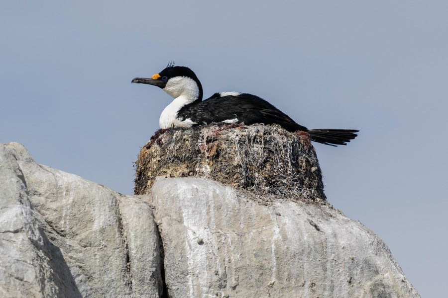 OTL24-23, Day 7, Lockroy Shag © Unknown photographer - Oceanwide Expeditions.jpg