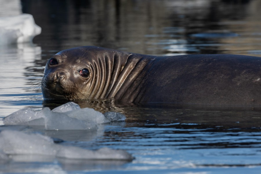 OTL24-23, Day 7, Seal © Unknown photographer - Oceanwide Expeditions.jpg