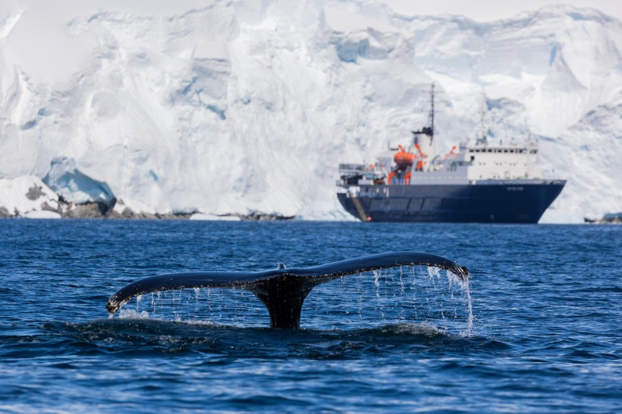 OTL24-23, Day 8, Humpback Whale © Unknown photographer - Oceanwide Expeditions.jpg