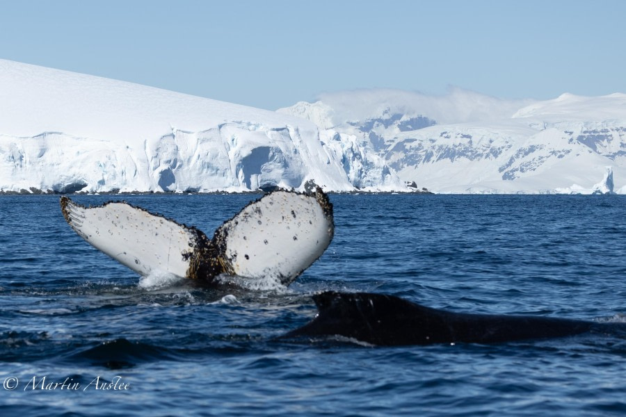 OTL24-23, Day 8, Humpback whales © Martin Anstee Photography - Oceanwide Expeditions.jpg