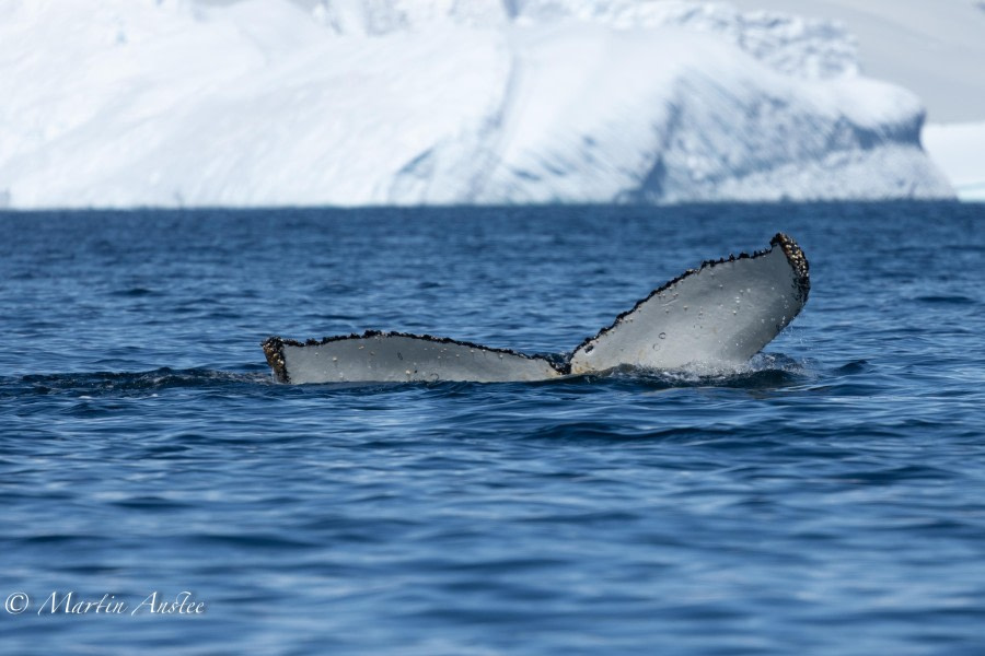 OTL24-23, Day 8, Humpback whales 3 © Martin Anstee Photography - Oceanwide Expeditions.jpg