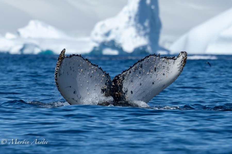 OTL24-23, Day 8, Humpback whales 4 © Martin Anstee Photography - Oceanwide Expeditions.jpg