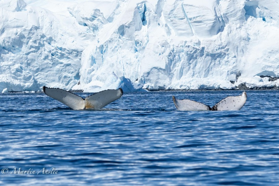 OTL24-23, Day 8, Humpback whales 6 © Martin Anstee Photography - Oceanwide Expeditions.jpg