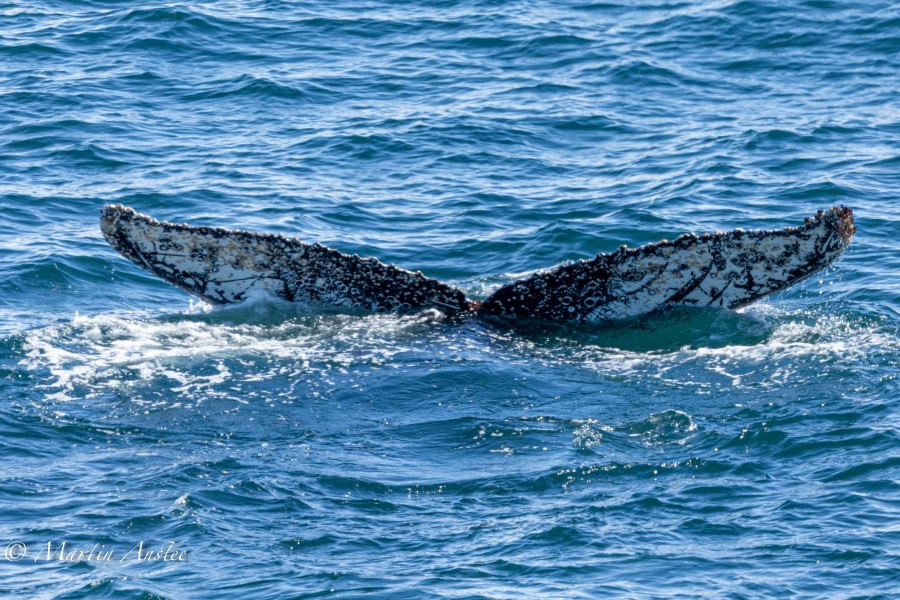 OTL24-23, Day 8, Humpback whales 7 © Martin Anstee Photography - Oceanwide Expeditions.jpg