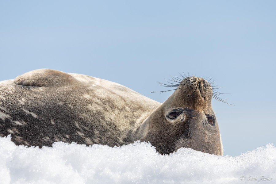 OTL24-23, Day 8, Weddell Seal © Sara Jenner - Oceanwide Expeditions.jpg