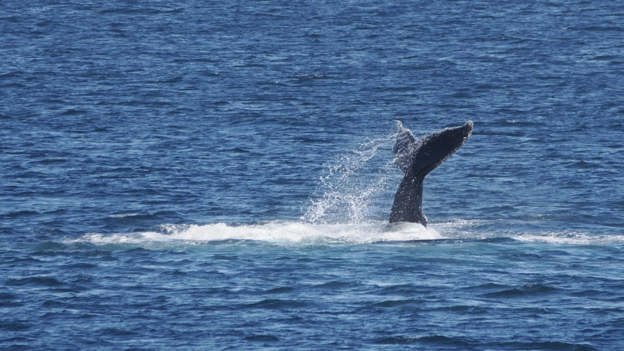 OTL24-23, Day 8, Whales 3 © Andy Perkins Mountain Guide - Oceanwide Expeditions.JPG