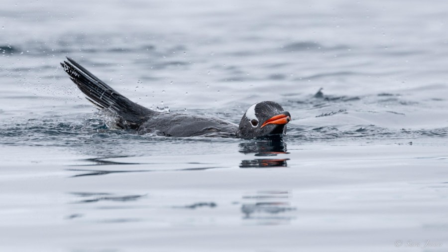 OTL24-23, Day 9, Gentoo Penguin © Sara Jenner - Oceanwide Expeditions.jpg