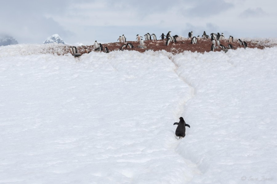 OTL24-23, Day 9, Gentoo Penguins © Sara Jenner - Oceanwide Expeditions.jpg