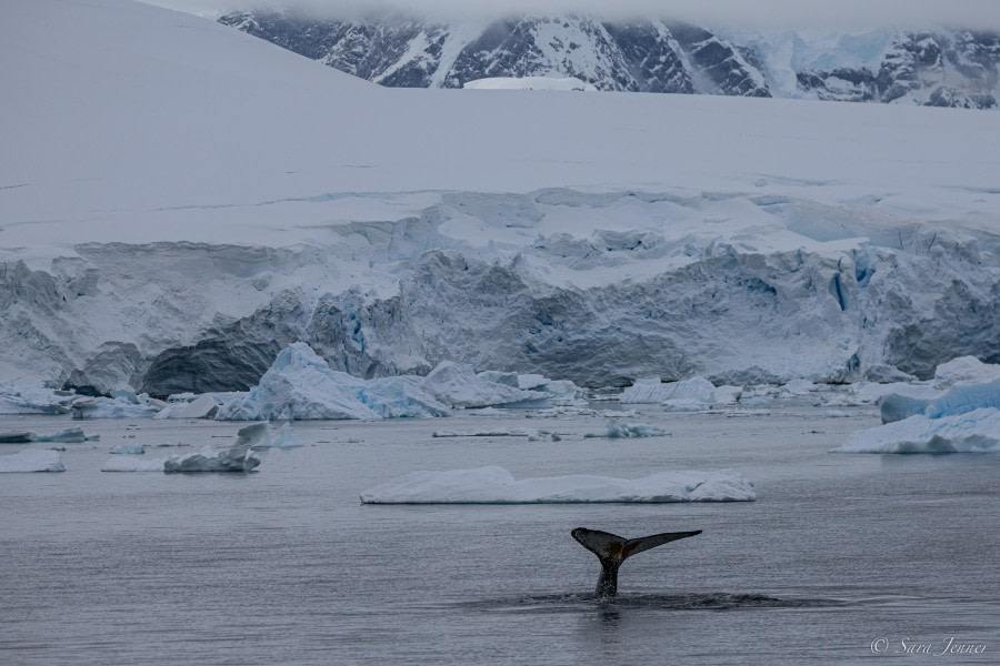 OTL24-23, Day 9, Paradise Harbour © Sara Jenner - Oceanwide Expeditions.jpg