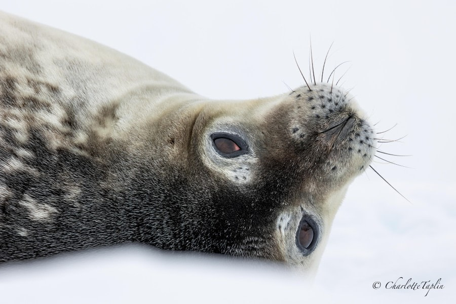 OTL24-23, Day 9, Weddel Seal 2 © Charlotte Taplin - Oceanwide Expeditions.jpg