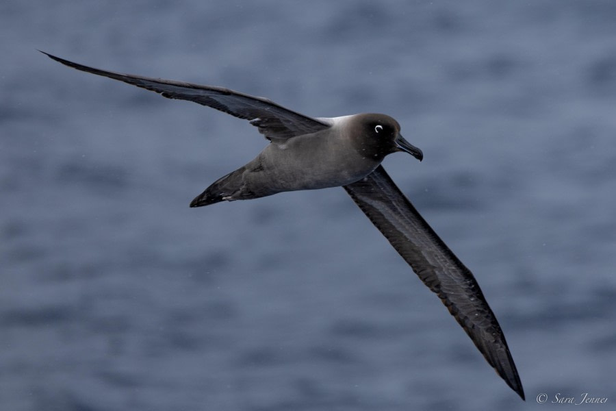 OTL24-23, Day 12, Light Mantled Sooty Albatross © Sara Jenner - Oceanwide Expeditions.jpg