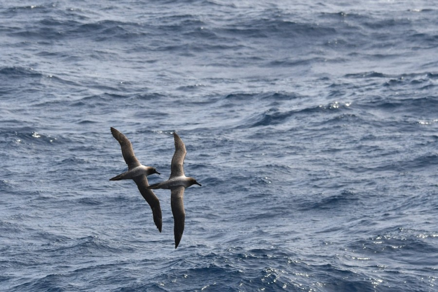 HDS24-23, Day 3, ANT_7577 © Saskia van der Meij - Oceanwide Expeditions.JPG