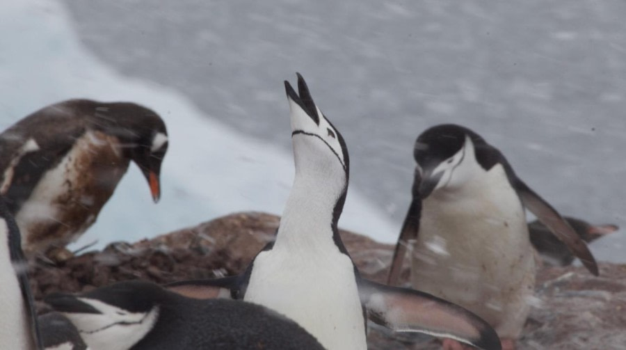 HDS24-23, Day 7, Chinstrap © Unknown photographer - Oceanwide Expeditions.jpeg