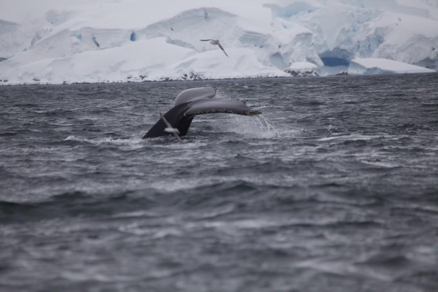 HDS24-23, Day 7, Whale © Unknown photographer - Oceanwide Expeditions.jpeg