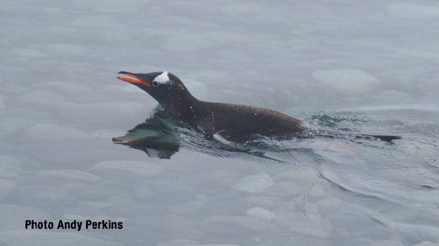 OTL25-24, Day 5, Gentoo Penguin © Andy Perkins Mountain Guide - Oceanwide Expeditions.jpg