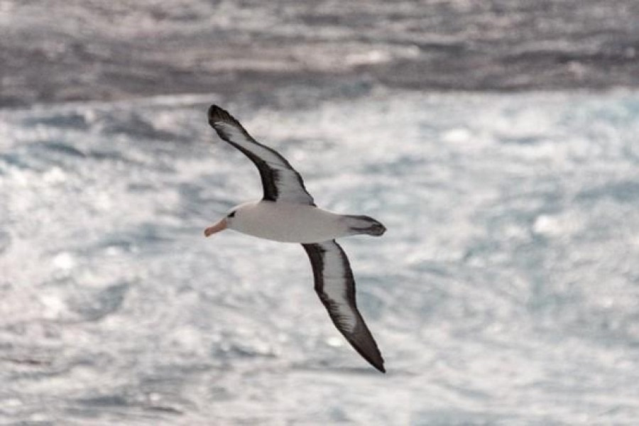 PLA24-23, Day 3, Black-browed albatross © Unknown photographer - Oceanwide Expeditions.jpg