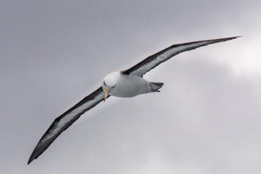 PLA24-23, Day 3, Black-browed albatross 2 © Unknown photographer - Oceanwide Expeditions.jpg