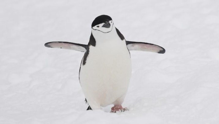 PLA24-23, Day 4, Chinstrap penguin © Unknown photographer - Oceanwide Expeditions.jpg