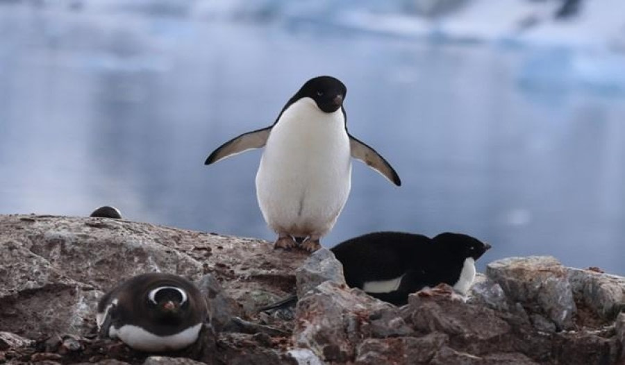 PLA24-23, Day 6, Penguins © Unknown photographer - Oceanwide Expeditions.jpg