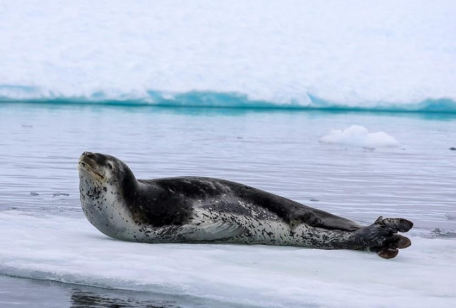 PLA24-23, Day 6, Weddel Seal © Unknown photographer - Oceanwide Expeditions.jpg