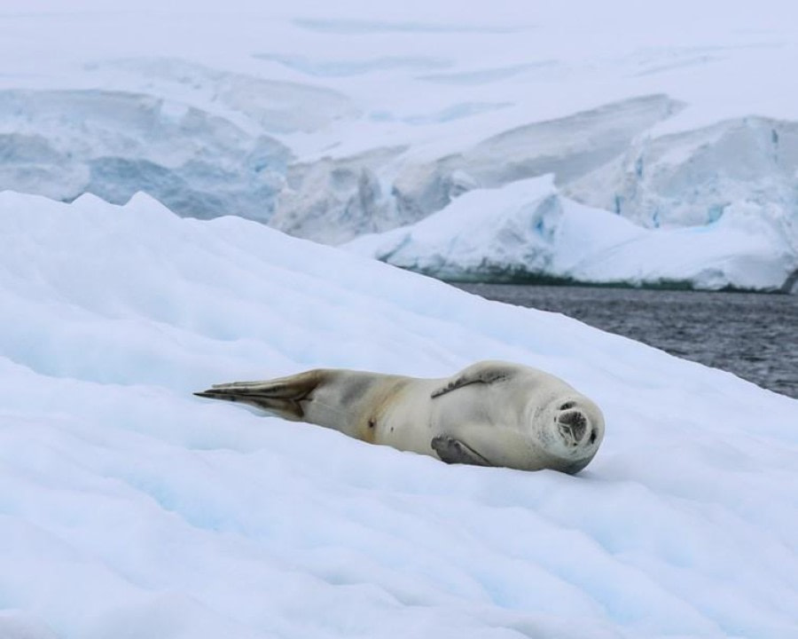 PLA24-23, Day 9, Crabeater Seal © Unknown photographer - Oceanwide Expeditions.jpg