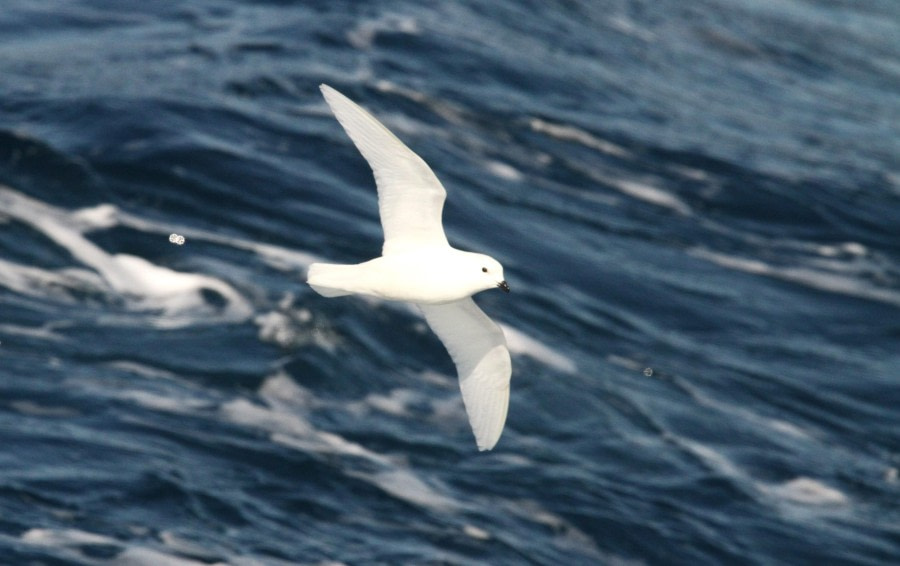 HDS25-24, Day 13, IMG_5296 © Simon Davies - Oceanwide Expeditions.JPG