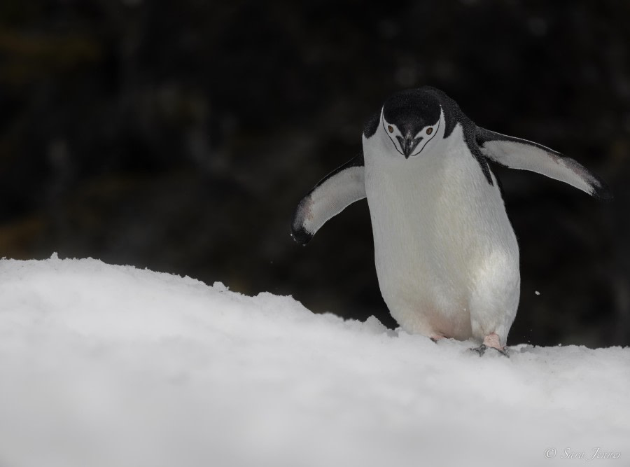 HDS25-24, Day 13, Penguin Island 4 © Sara Jenner - Oceanwide Expeditions.jpg