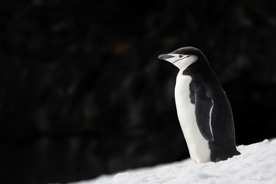 HDS25-24, Day 13, Penguin Island 5 © Sara Jenner - Oceanwide Expeditions.jpg