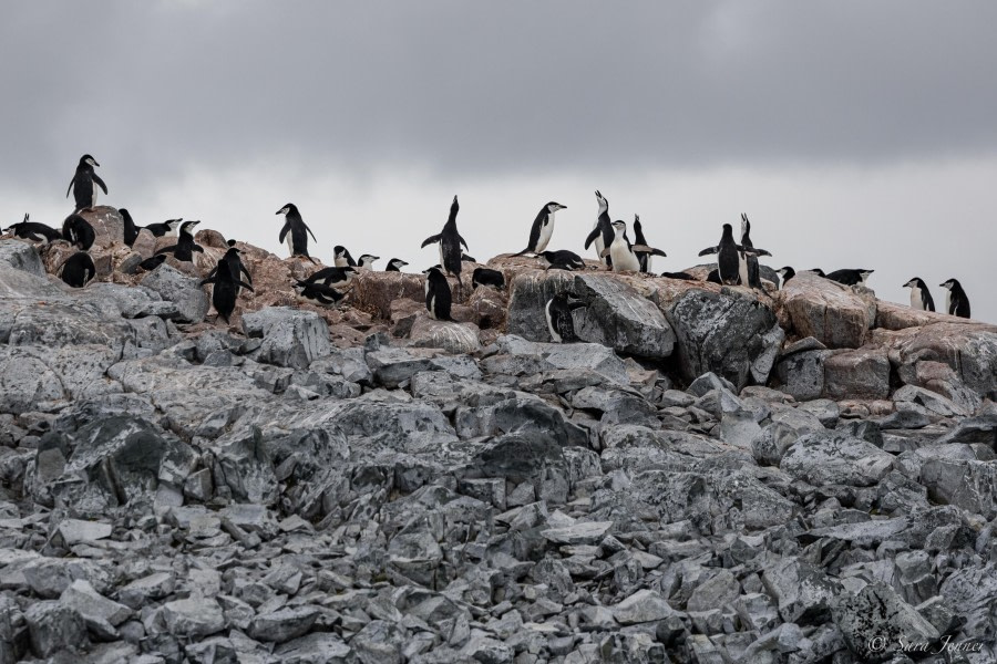 HDS25-24, Day 14, Two Hummock Island 2 © Sara Jenner - Oceanwide Expeditions.jpg