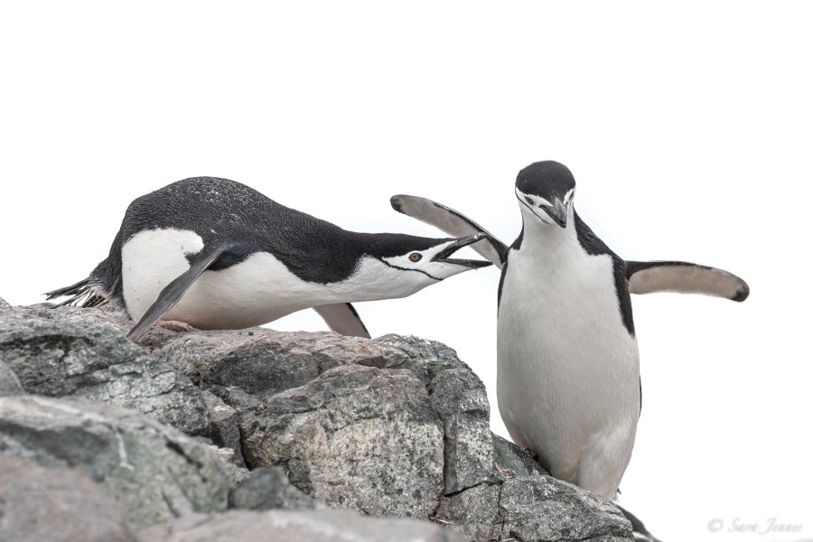 HDS25-24, Day 14, Two Hummock Island 5 © Sara Jenner - Oceanwide Expeditions.jpg