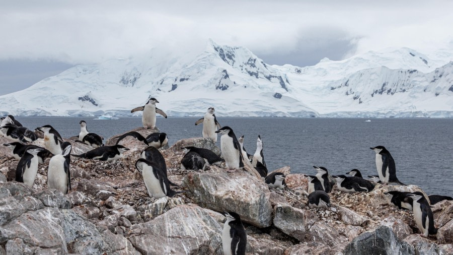 HDS25-24, Day 14, Two Hummock Island 7 © Sara Jenner - Oceanwide Expeditions.jpg