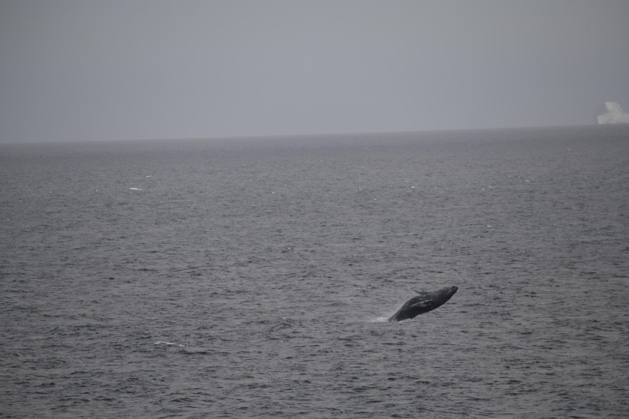 HDS25-24, Day 13, Breaching HB © Unknown photographer - Oceanwide Expeditions.JPG