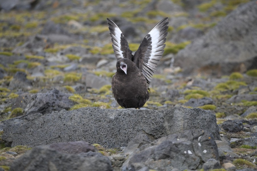 HDS25-24, Day 13, Displaying skua © Unknown photographer - Oceanwide Expeditions.JPG