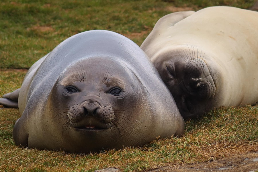 HDS25-24, Day 7, FelicityJ_Grytviken2 © Felicity Johnson - Oceanwide Expeditions.jpg