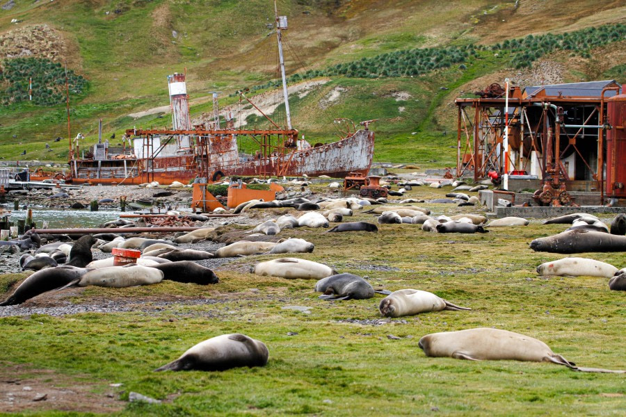 HDS25-24, Day 7, FelicityJ_Grytviken1 © Felicity Johnson - Oceanwide Expeditions.jpg