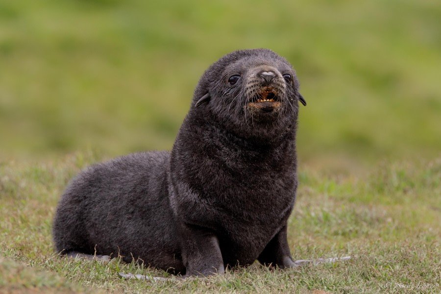 HDS25-24, Day 7, Fur Seal pup 2 © Sara Jenner - Oceanwide Expeditions.jpg