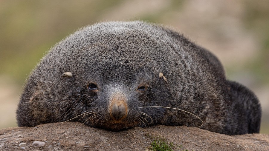 HDS25-24, Day 7, Fur Seal_ © Sara Jenner - Oceanwide Expeditions.jpg