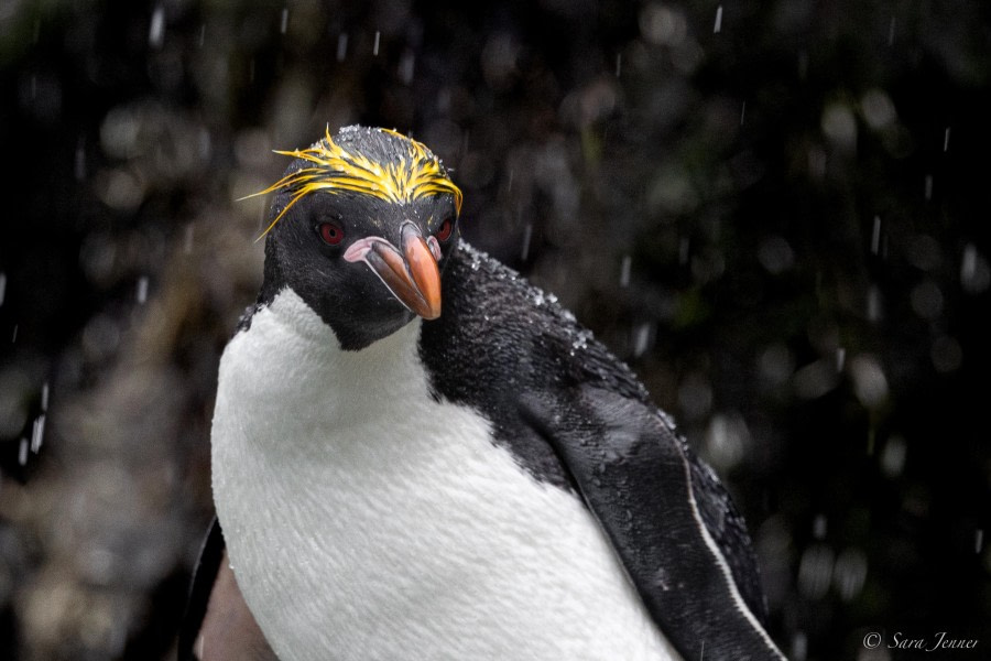 HDS25-24, Day 7, Macaroni Penguins 3 © Sara Jenner - Oceanwide Expeditions.jpg