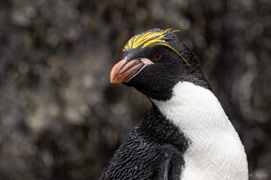 HDS25-24, Day 7, Macaroni Penguins 5 © Sara Jenner - Oceanwide Expeditions.jpg