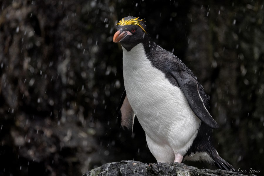 HDS25-24, Day 7, Macaroni Penguins 6 © Sara Jenner - Oceanwide Expeditions.jpg