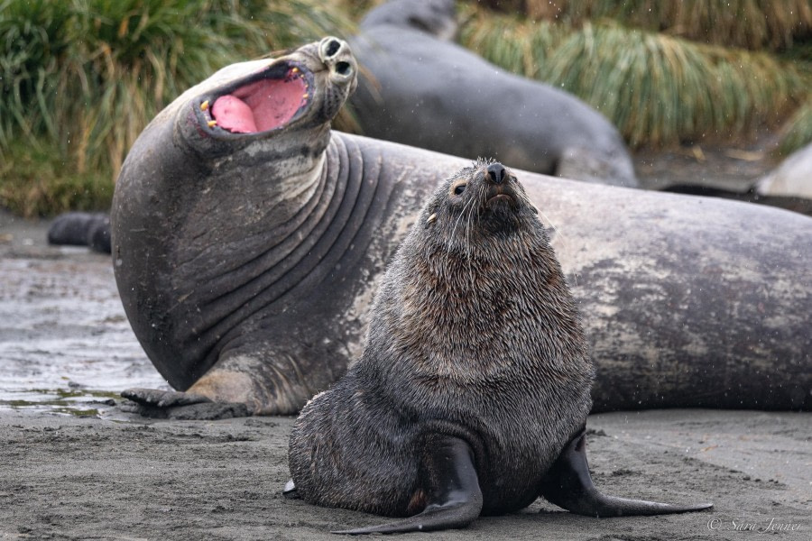 HDS25-24, Day 8, Elephant seal and fur seal © Sara Jenner - Oceanwide Expeditions.jpg