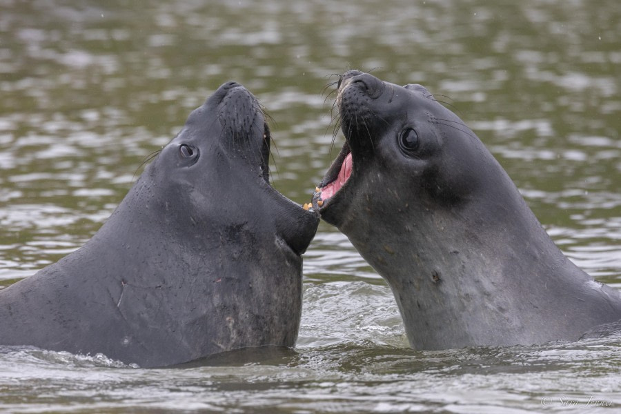 HDS25-24, Day 8, Elephant seals playing © Sara Jenner - Oceanwide Expeditions.jpg