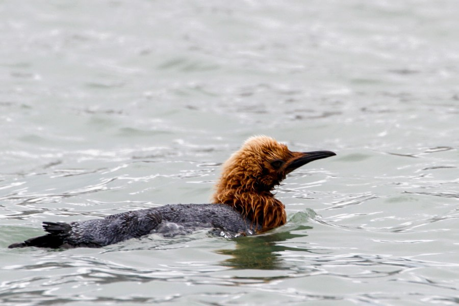 HDS25-24, Day 9, FelicityJ_Fortuna-3 © Felicity Johnson - Oceanwide Expeditions.jpg