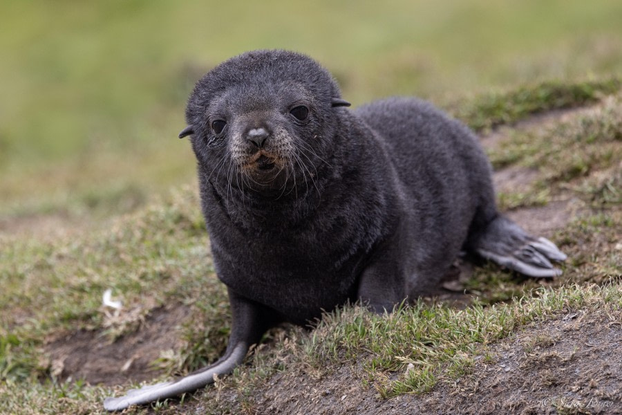 HDS25-24, Day 9, Fur Seal  pup 1 © Sara Jenner - Oceanwide Expeditions.jpg