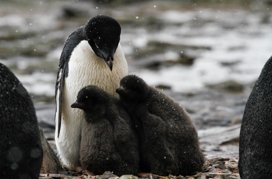 HDS25-24, Day 11, FelicityJ_ShingleCove-04 © Felicity Johnson - Oceanwide Expeditions.jpg