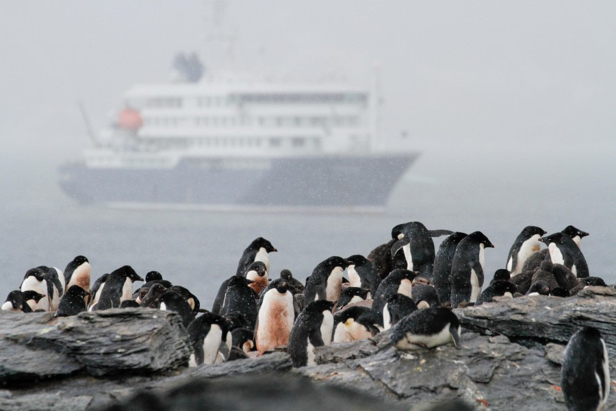 HDS25-24, Day 11, FelicityJ_ShingleCove-07 © Felicity Johnson - Oceanwide Expeditions.jpg