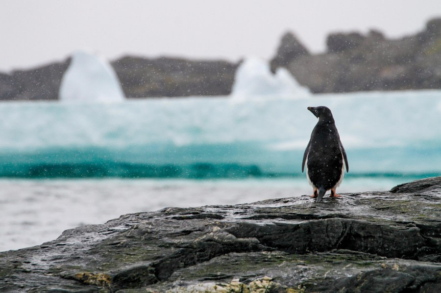 HDS25-24, Day 11, FelicityJ_ShingleCove-19 © Felicity Johnson - Oceanwide Expeditions.jpg