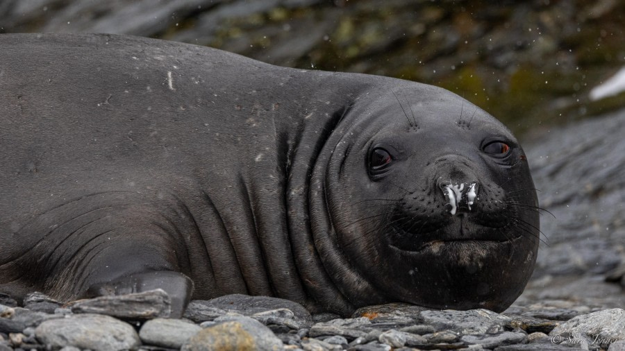 HDS25-24, Day 11, South Orkney 2 © Sara Jenner - Oceanwide Expeditions.jpg