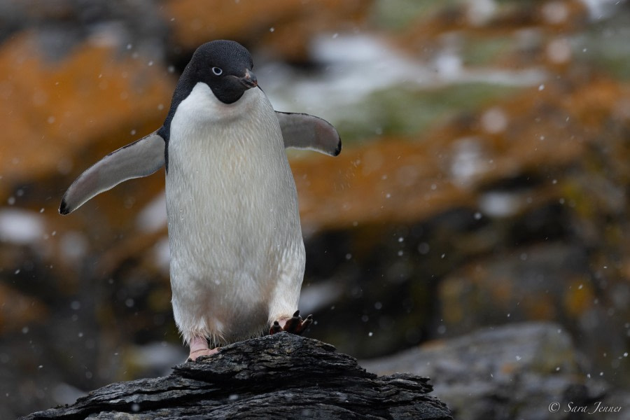 HDS25-24, Day 11, South Orkney 6 © Sara Jenner - Oceanwide Expeditions.jpg